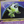 Pokemon 2000 WOTC Neo Revelation 1st Edition: Celebi 3/64 Holo Error! - PSA 9