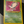 Pokemon Neo Destiny 2002 Shining Celebi 106/105 NM- LP+